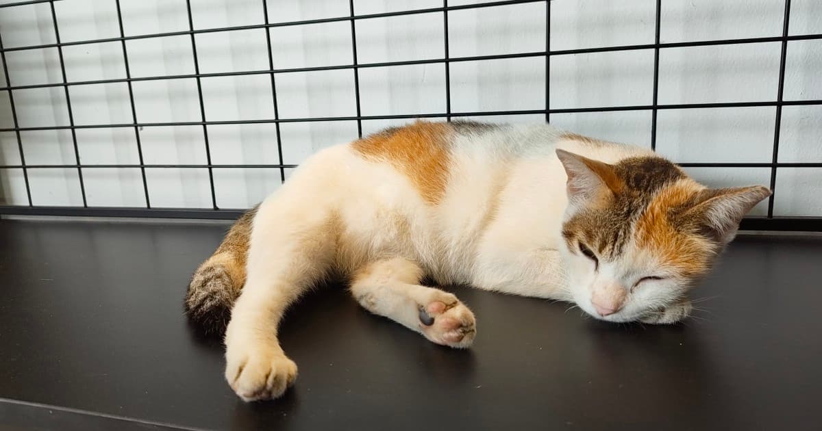 Cadangan cuti 3 hari